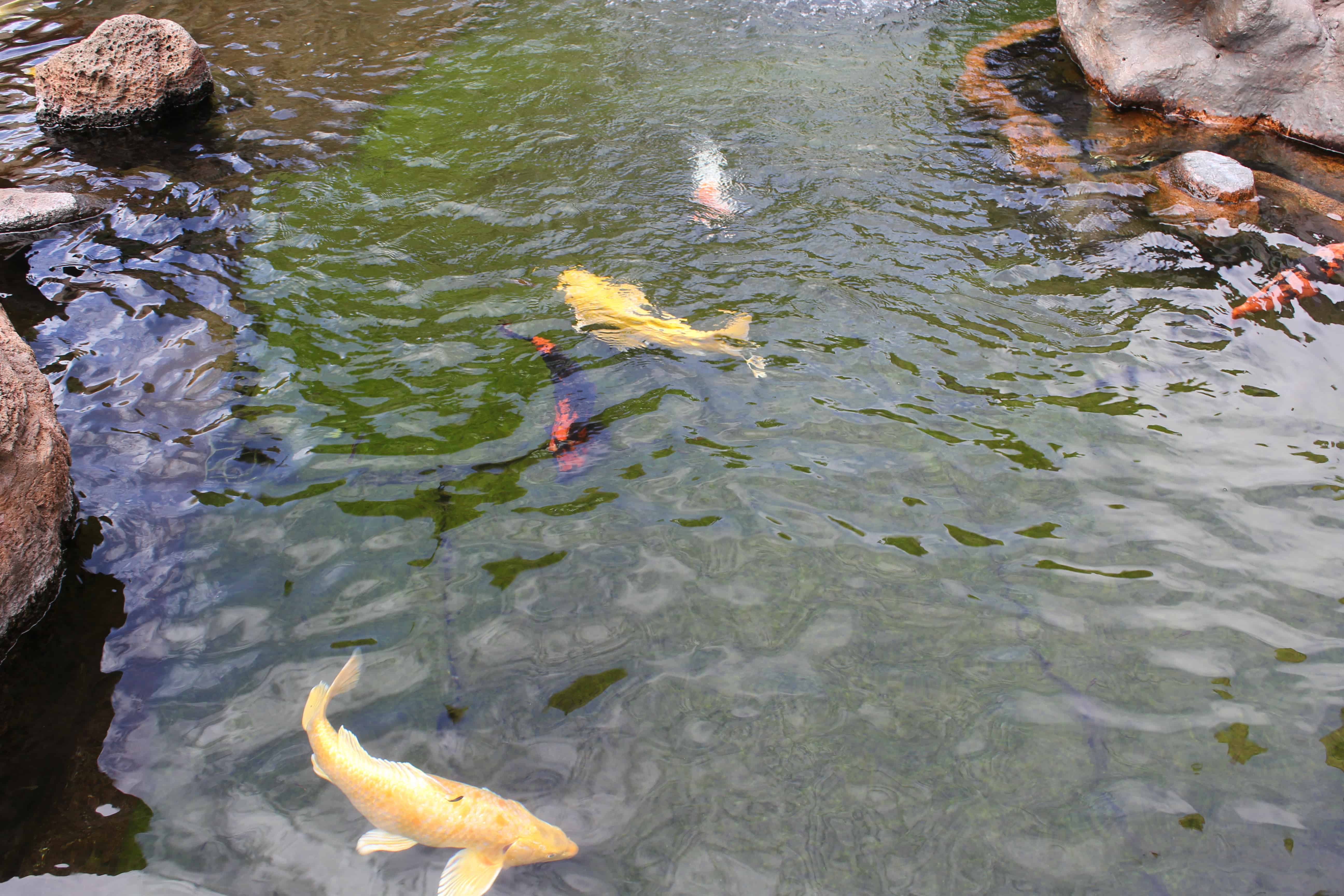 Koi pond