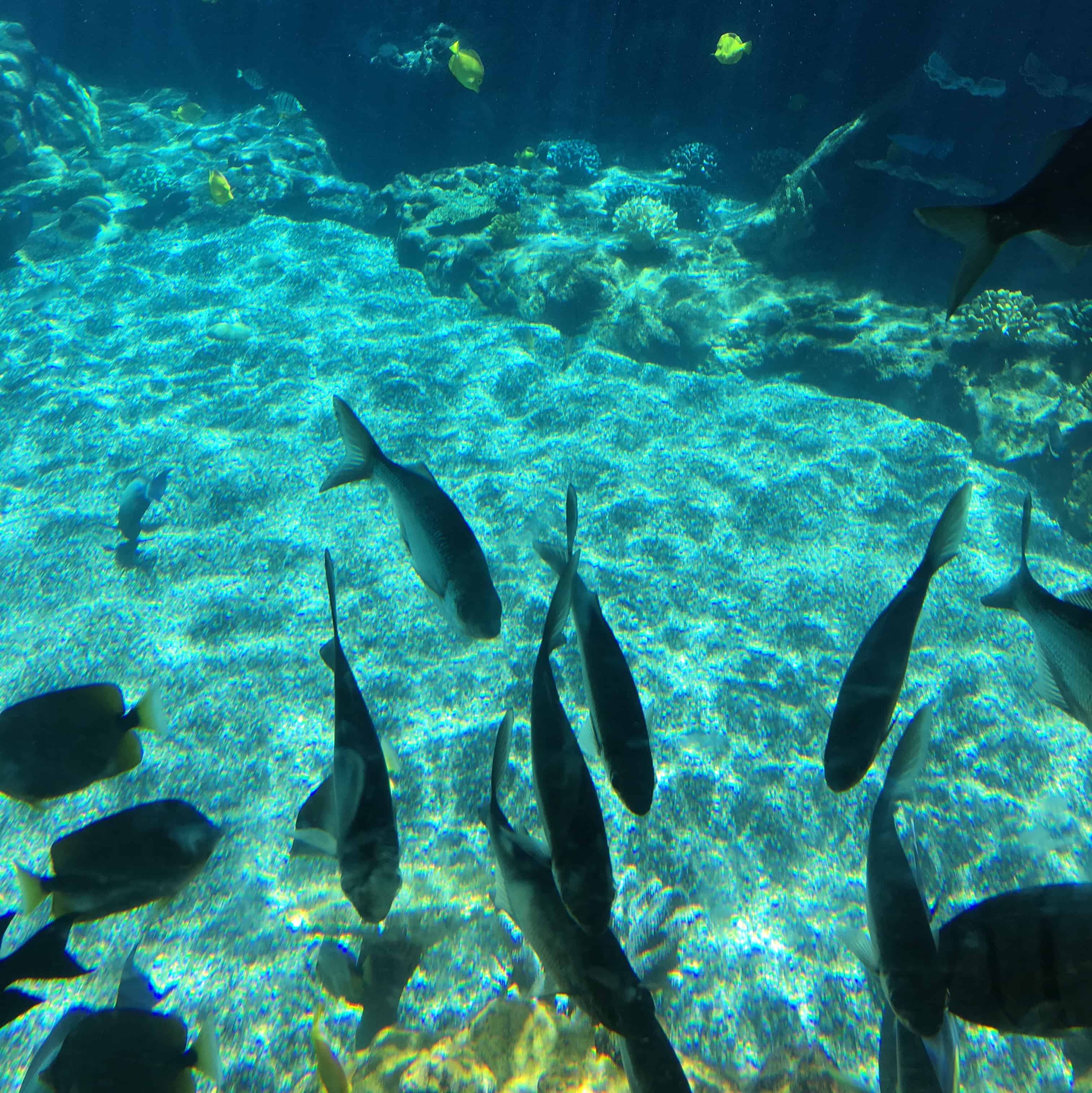 Rainbow Reef