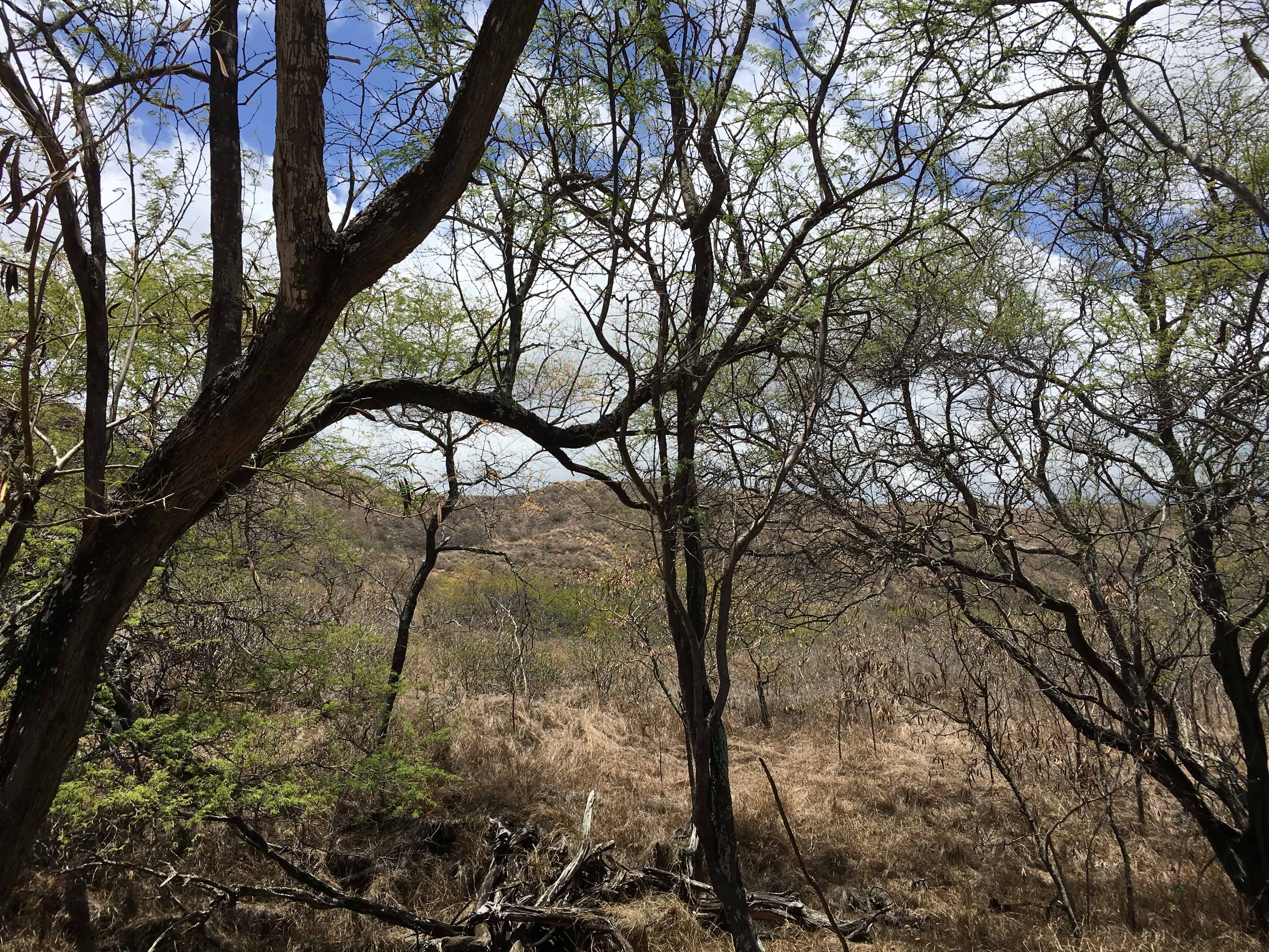 Trees