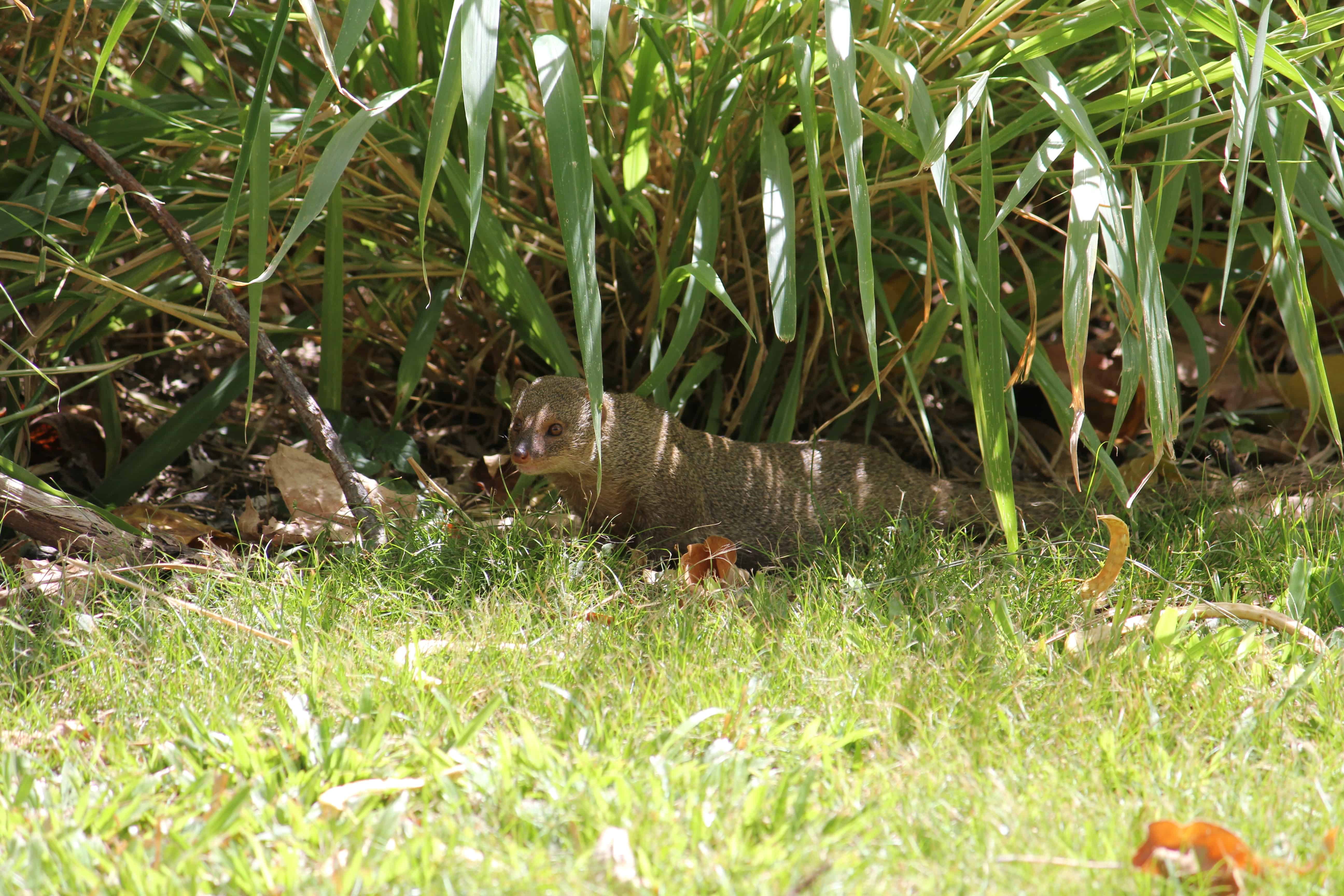 Mongoose