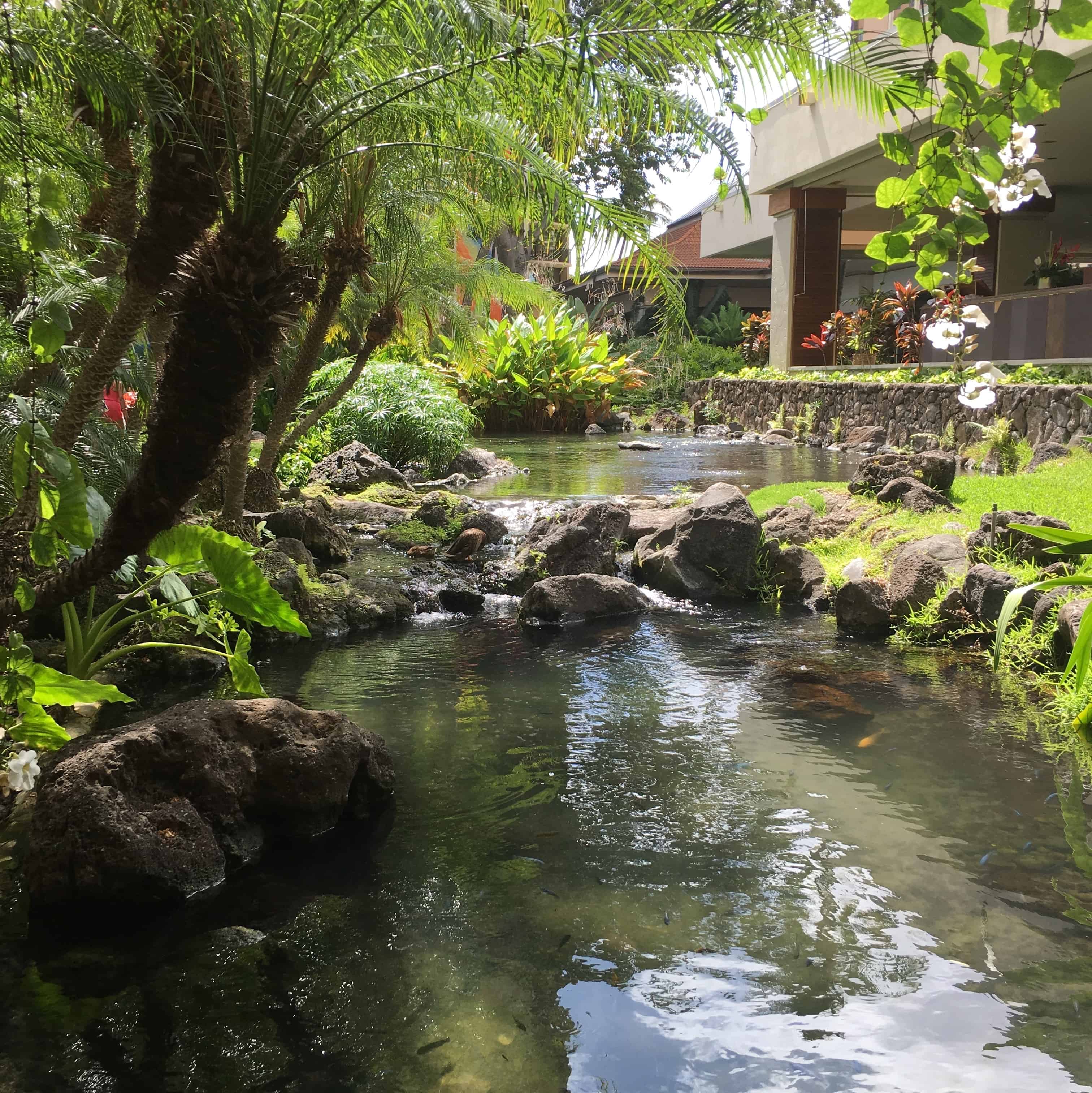 Koi Pond