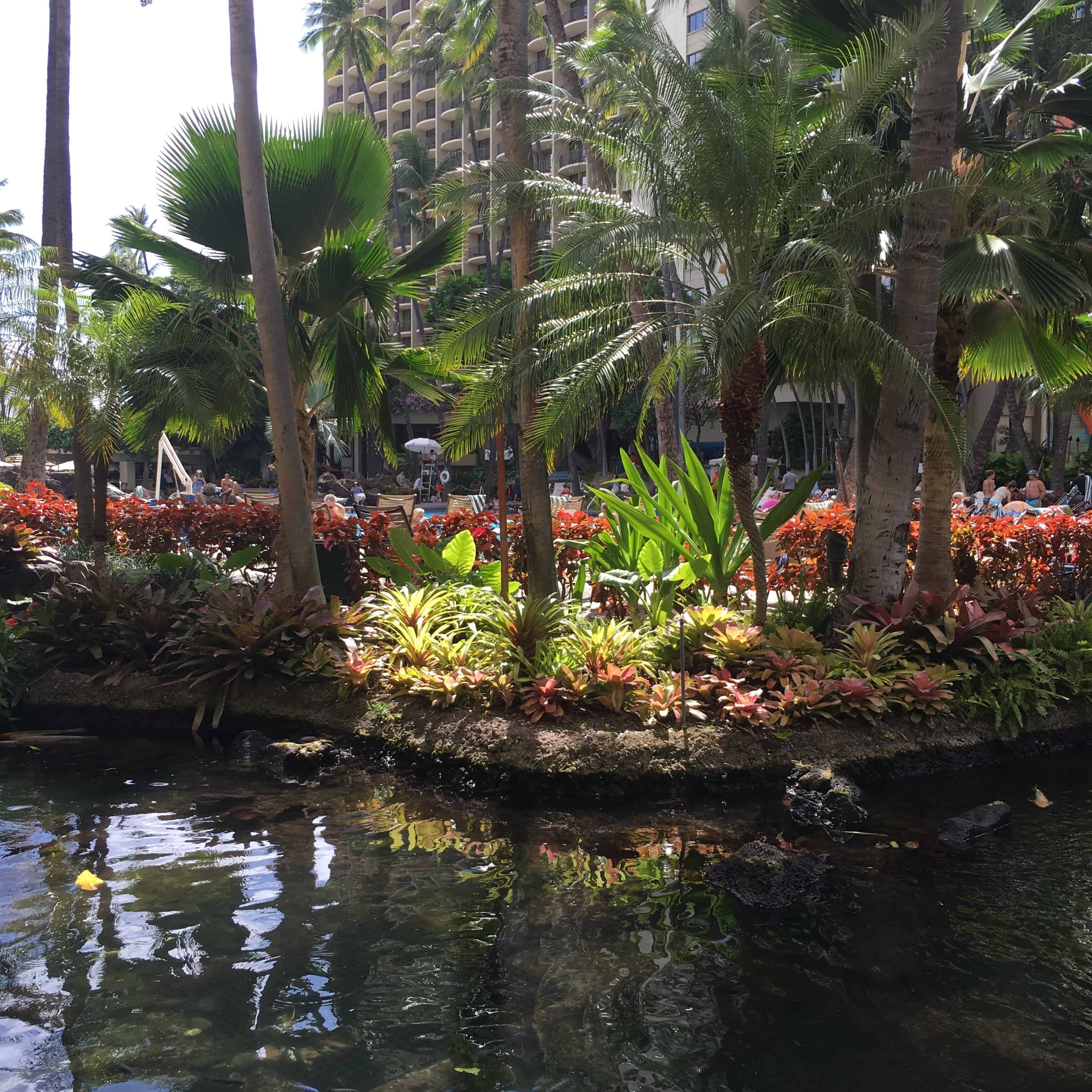 Koi Pond