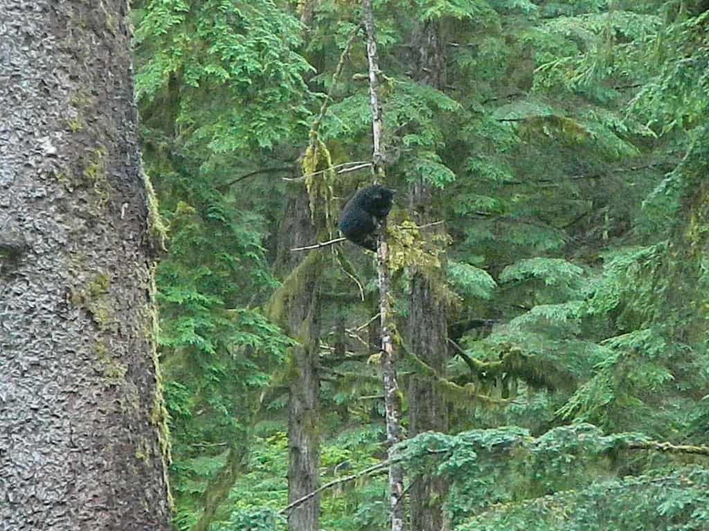 Bear #2's cub up a tree