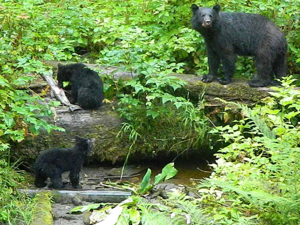 Bear #3 with Nacho and Taco