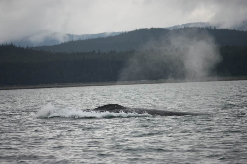 Random Whale #1