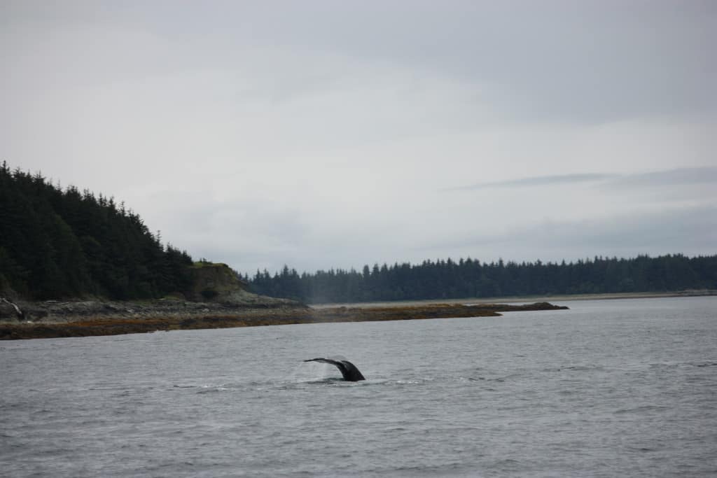 Whale Tail