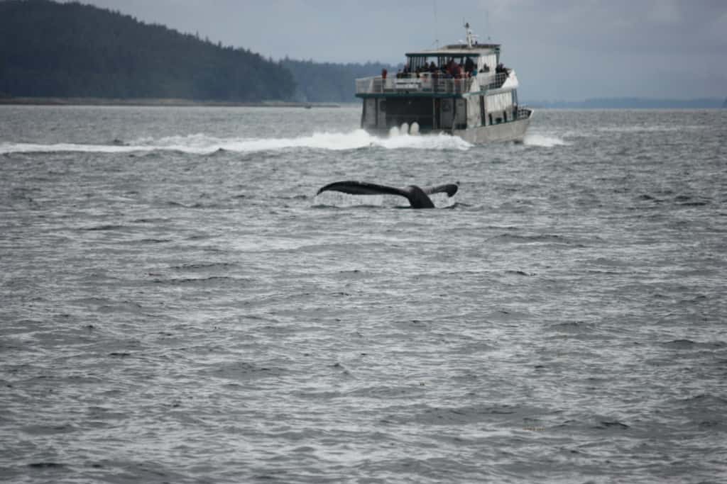 One of the other whale tours