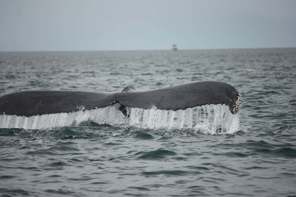 Whale Tail #3