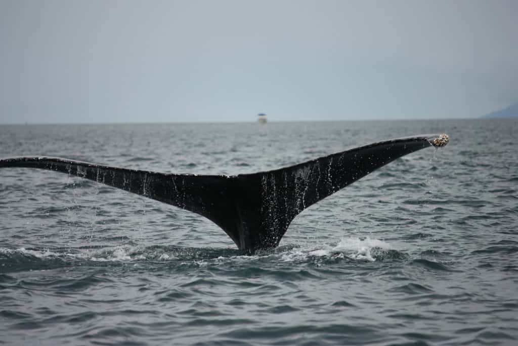 Whale Tail #2