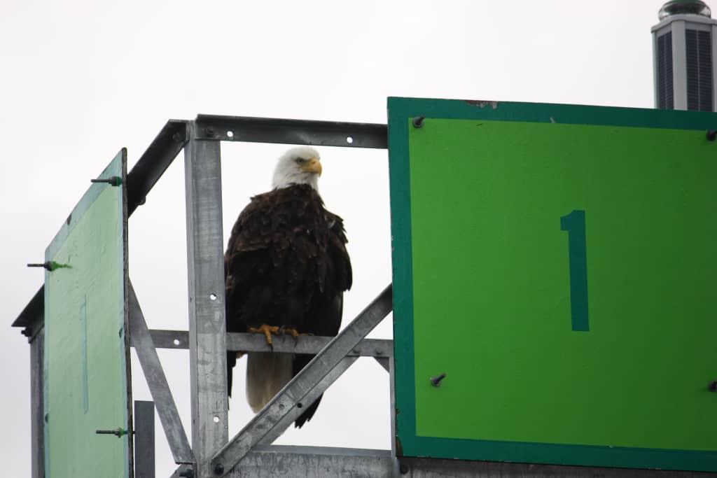 Number 1 Eagle