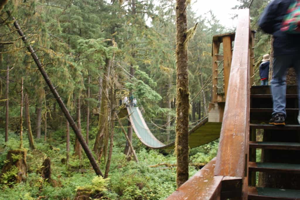 Platforms and Bridges of the Alaska Rainforest Sanctuary