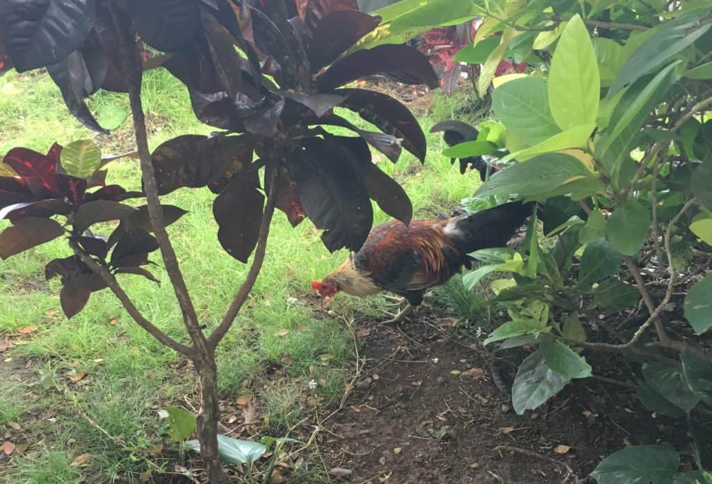 North Shore Chickens