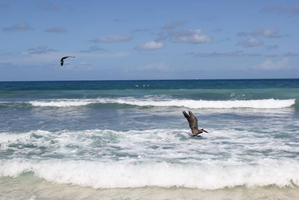 Pelicans