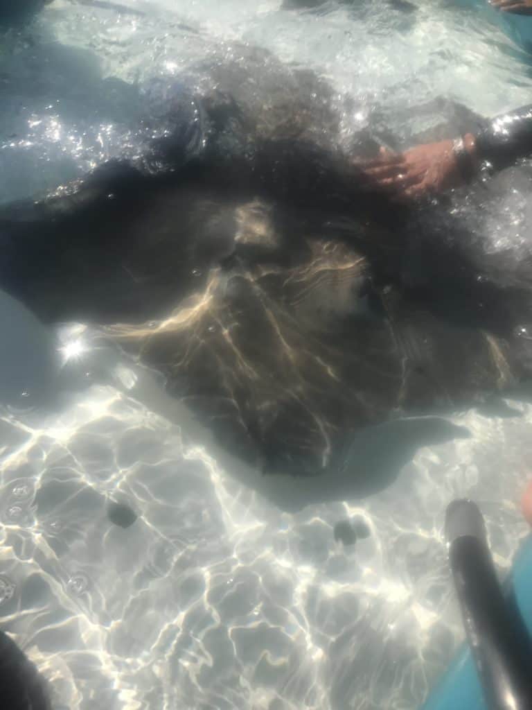 Stingray On Feeding Platform