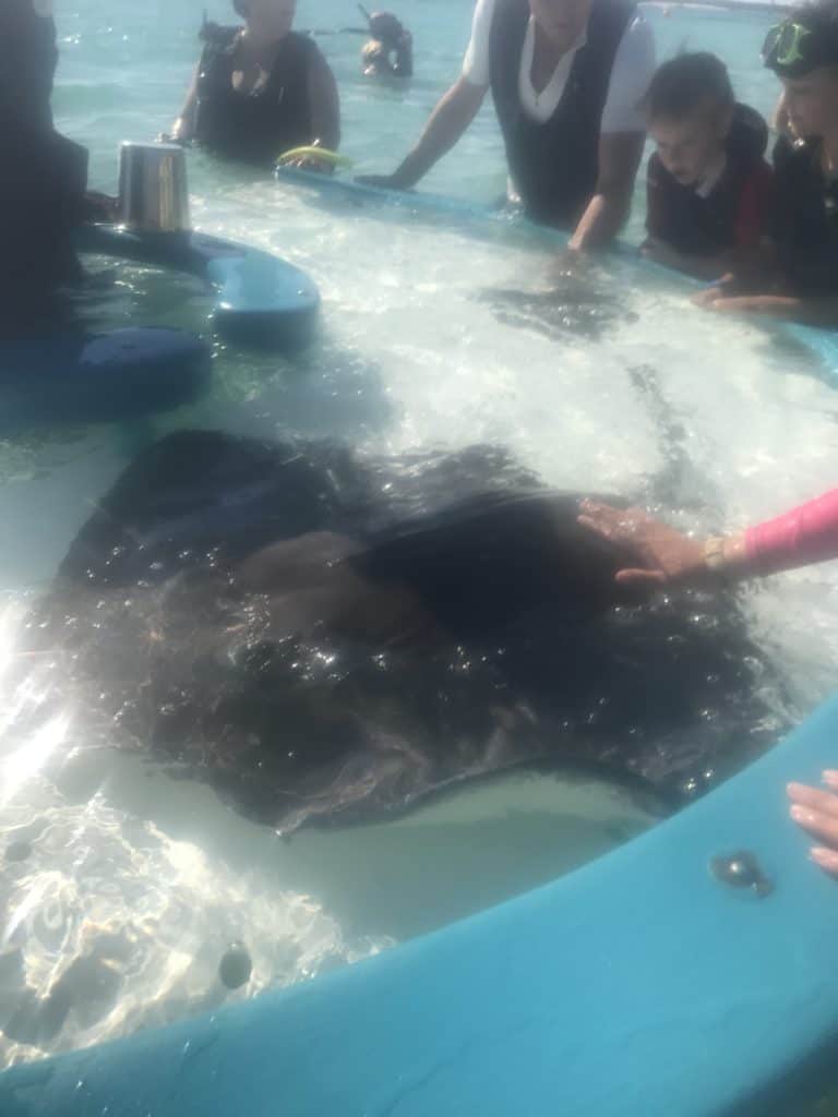 Petting the Stingrays