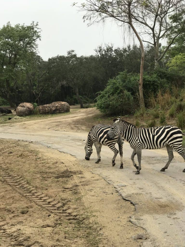 Zebras on the Kilimanjaro Safaris