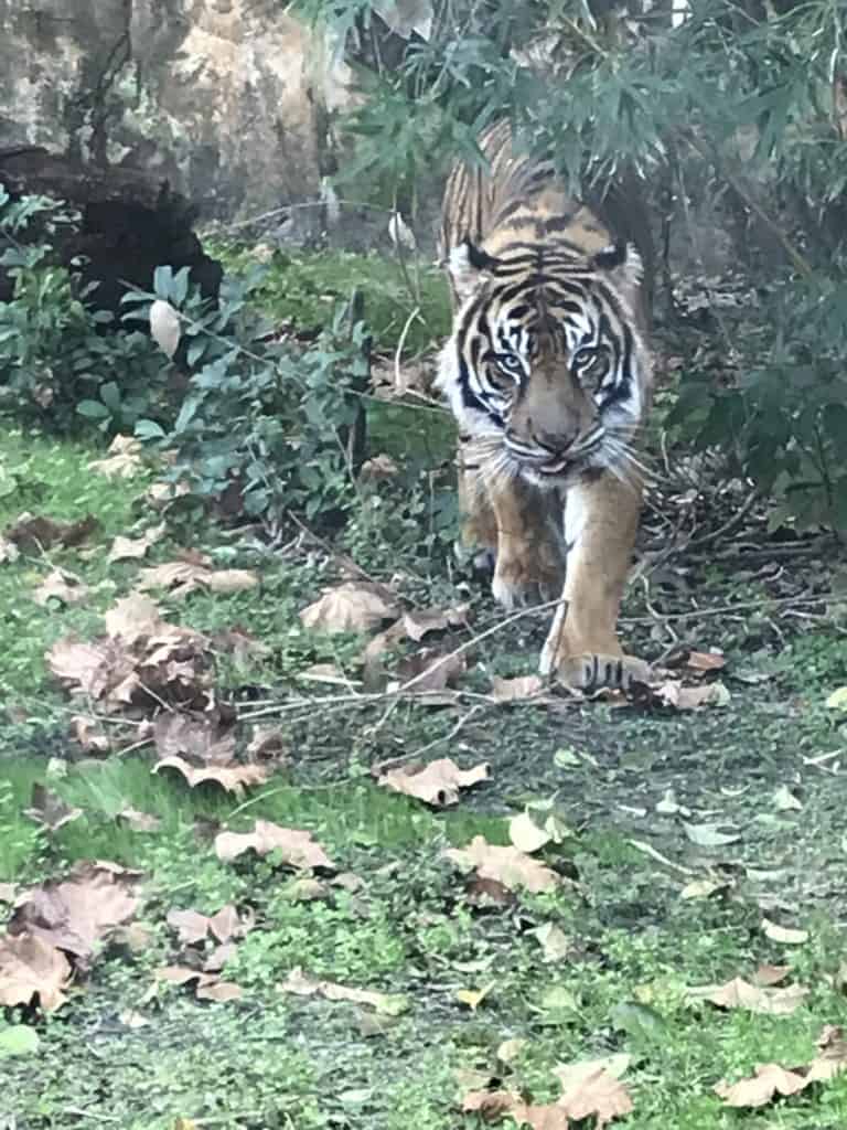 From the Jungle Trek