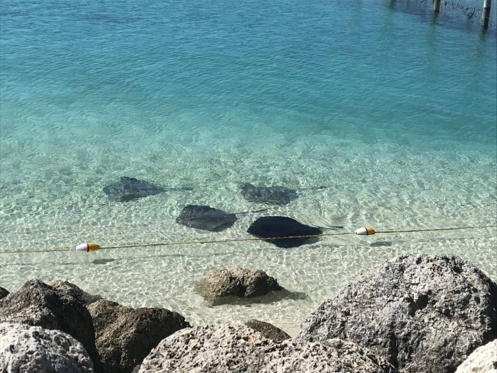 Rays from Castaway Ray's Stingray Adventure