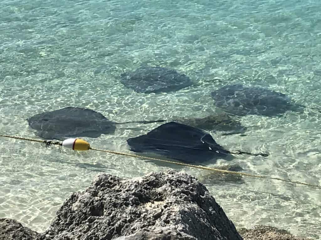 Rays from Castaway Ray's Stingray Adventure