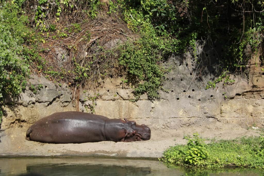 Lazy Hippo