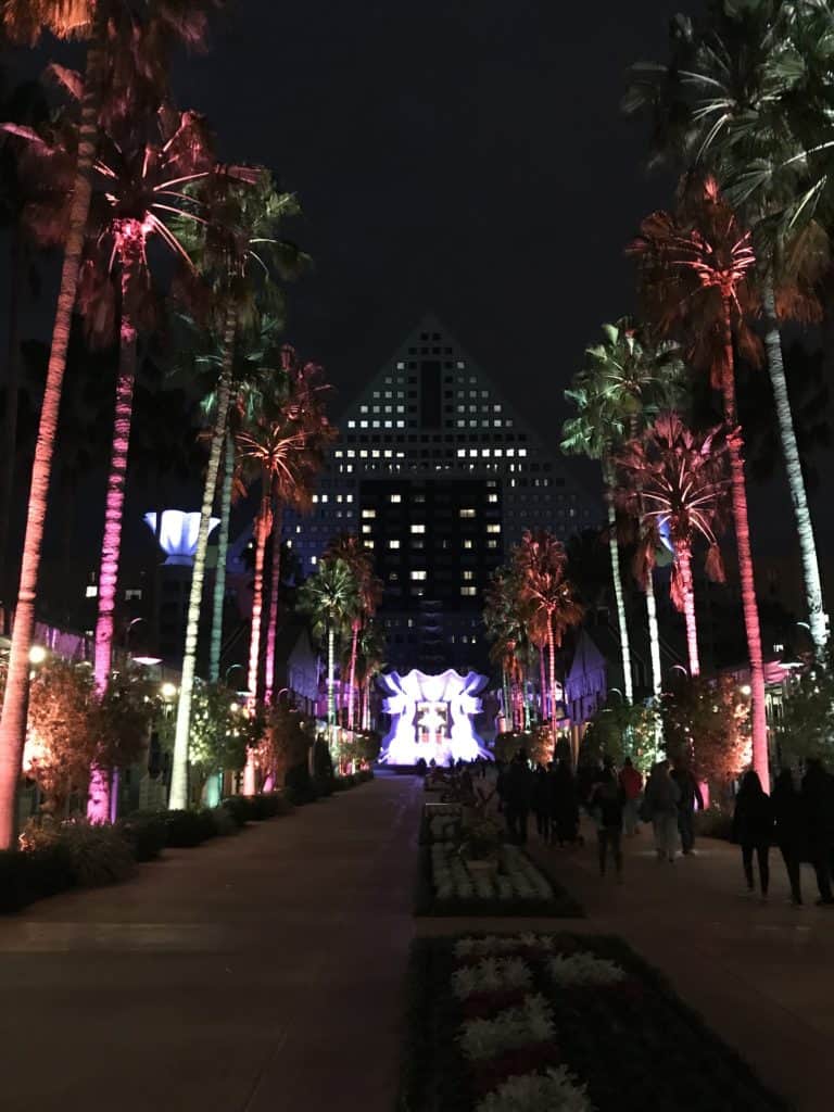 Dolphin approach at Night