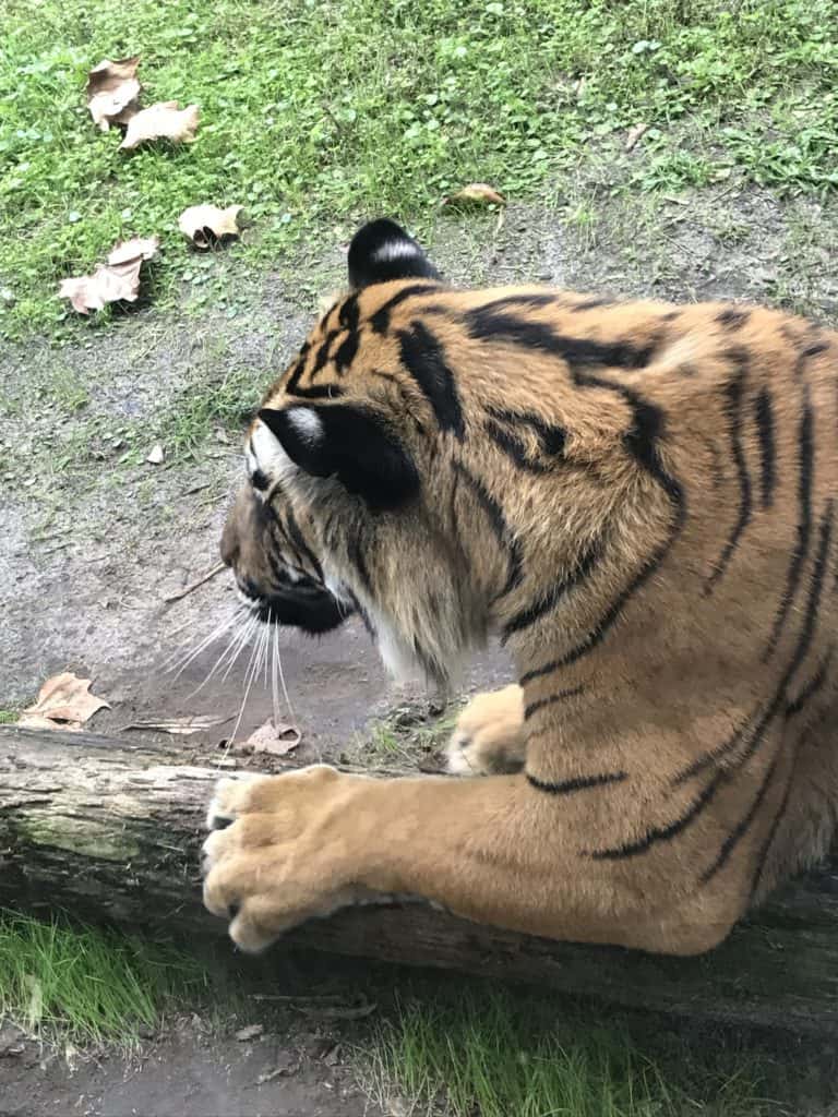 Scratch Post
