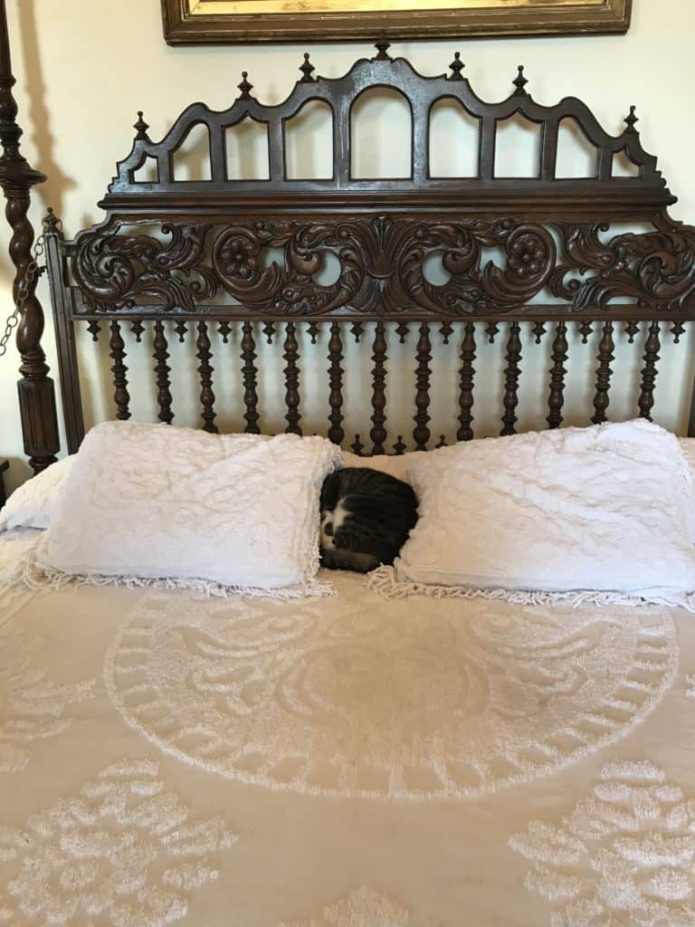 Snuggled on the Bed