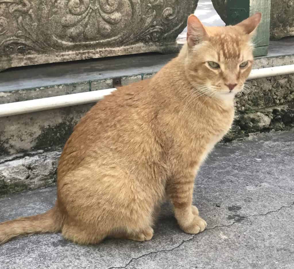Orange Cat