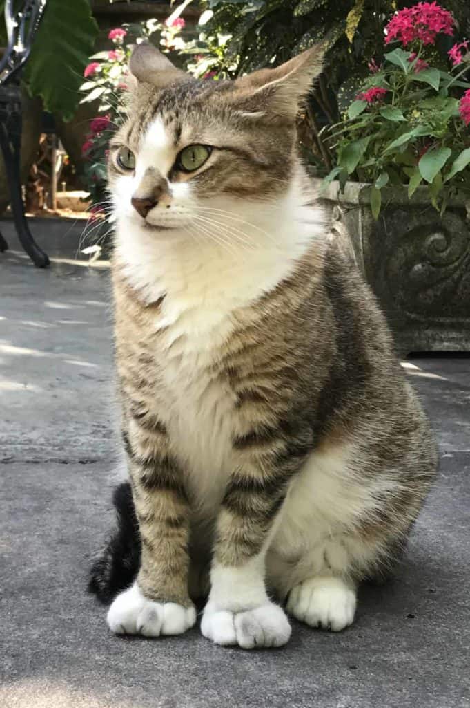Spotted Cat