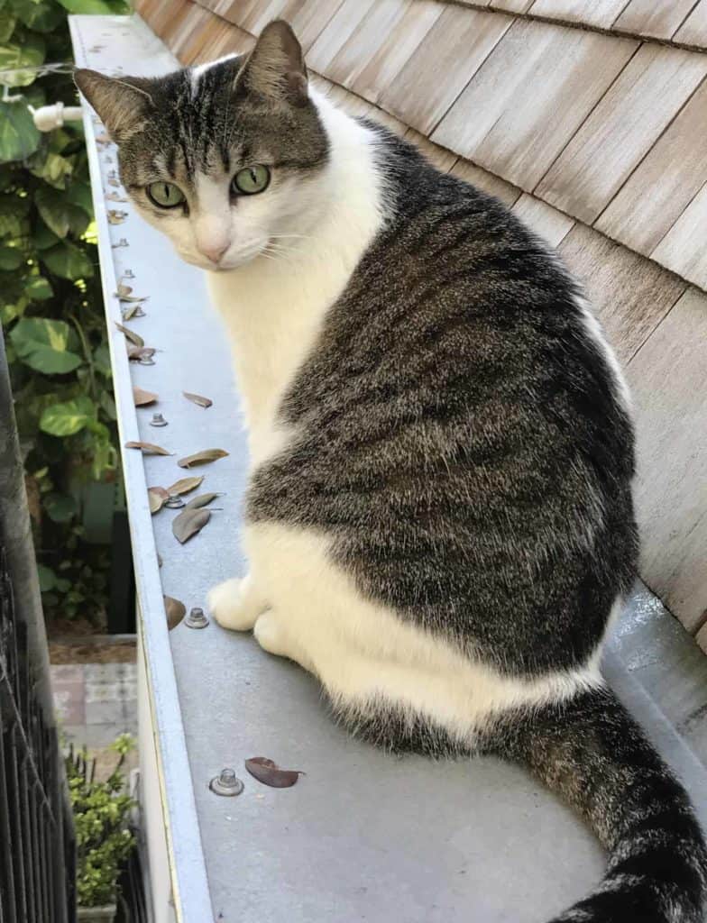 Gutter Cat