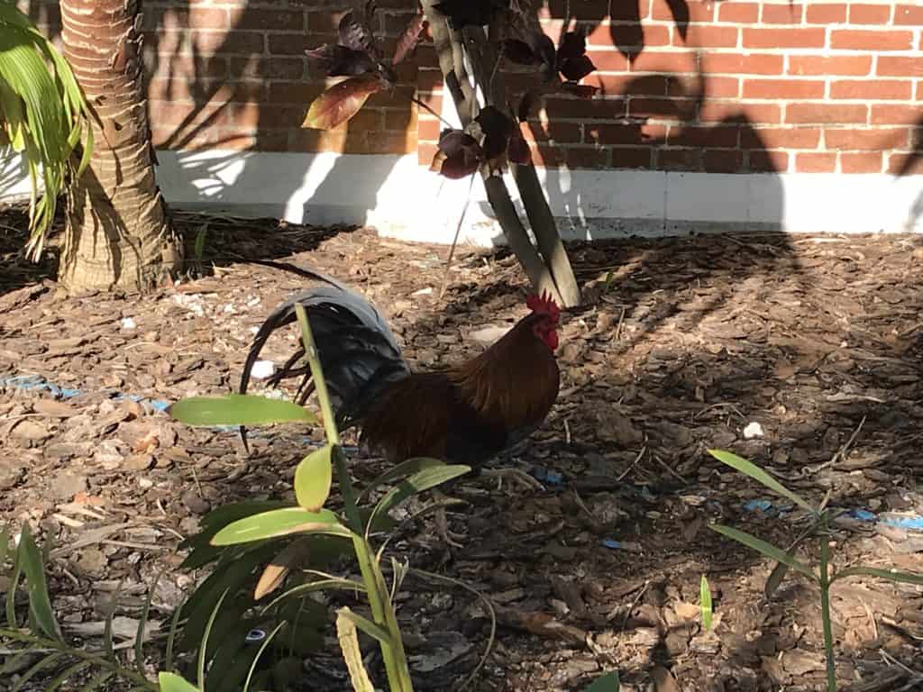 Key West Chicken