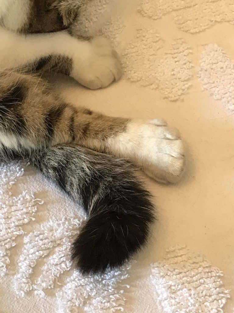 Six Toes