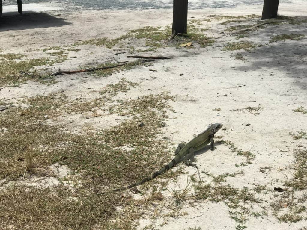 Iguana at Smith Bay Park