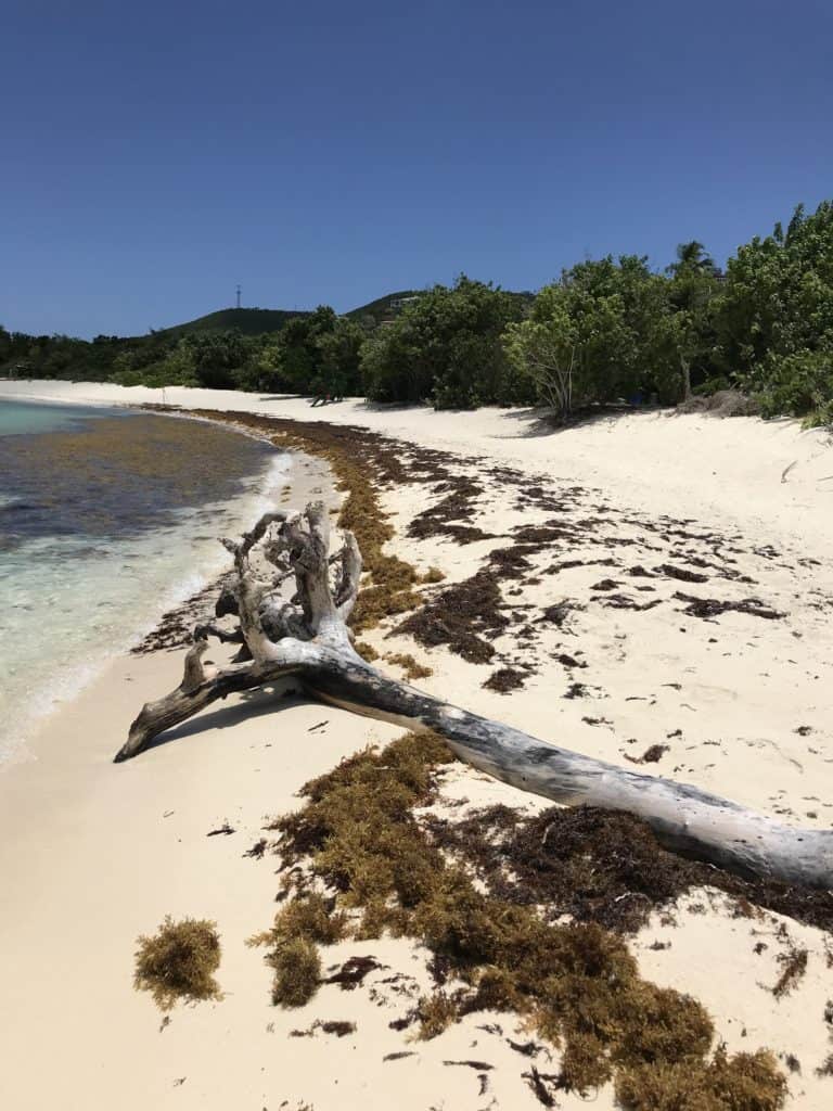 Seaweed (On Left Side of the Beach Looking towards the Middle)