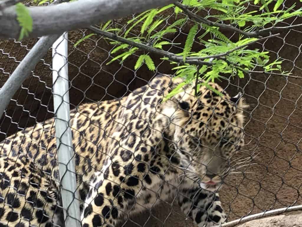 Leopard