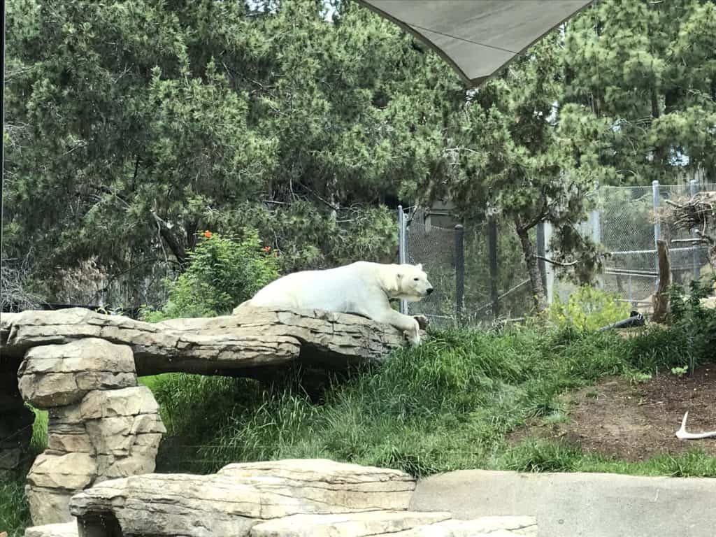 Polar Bear