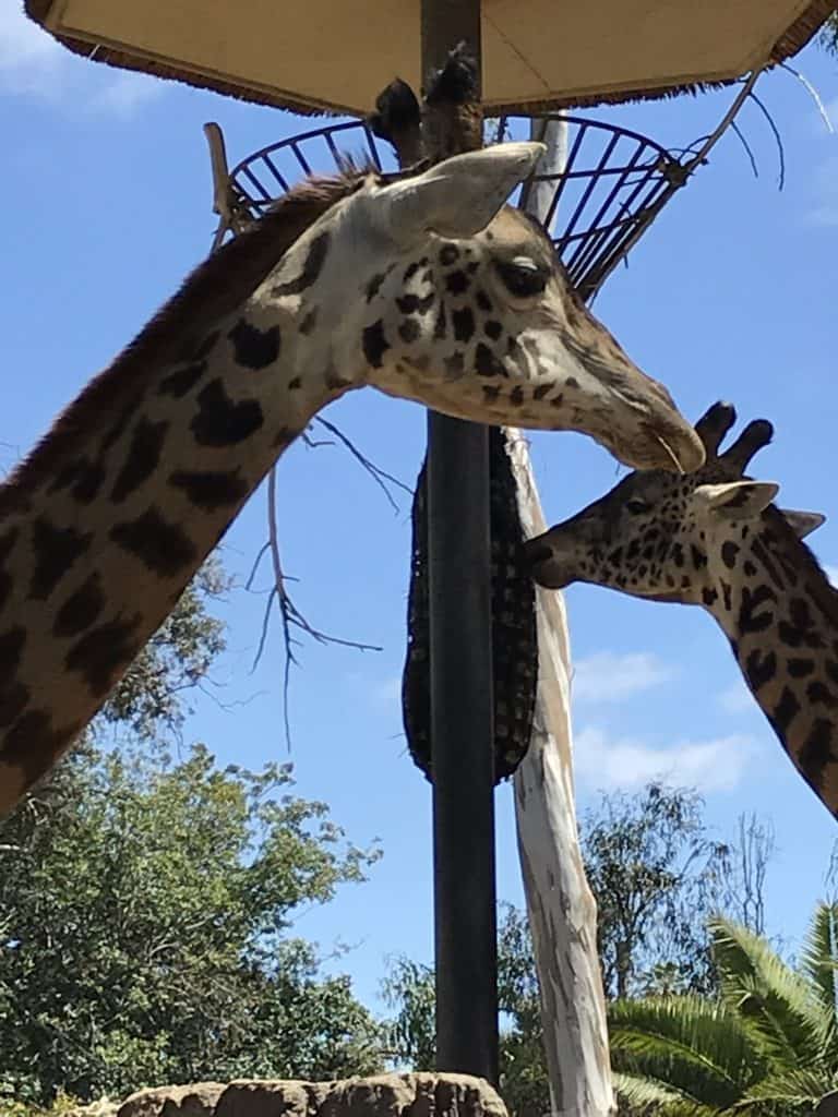 Giraffe