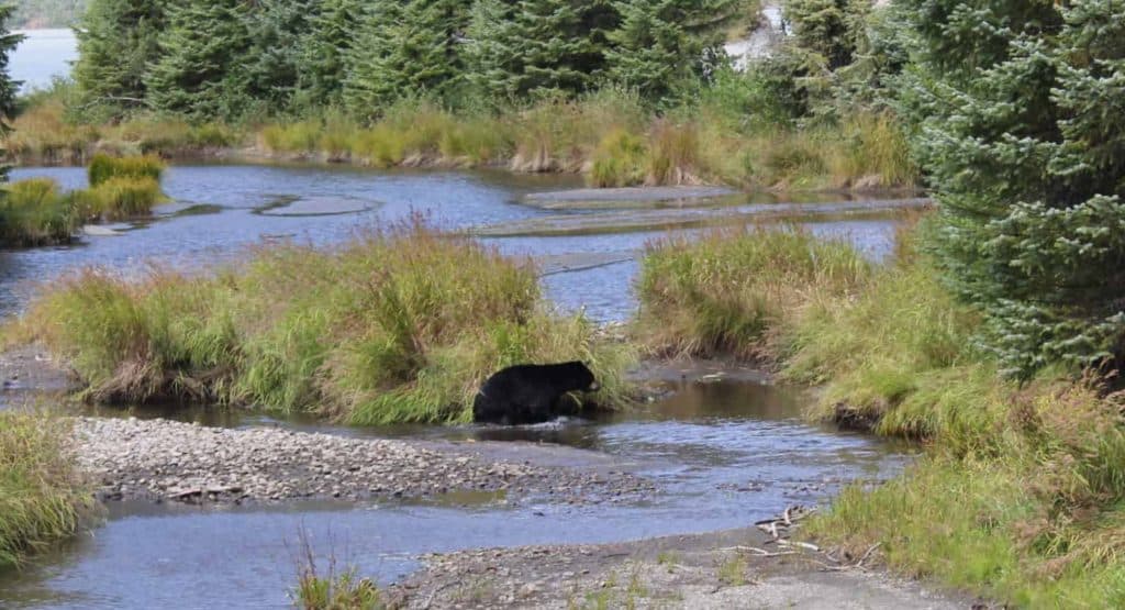 Bear