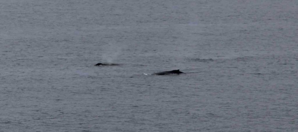 Whales
