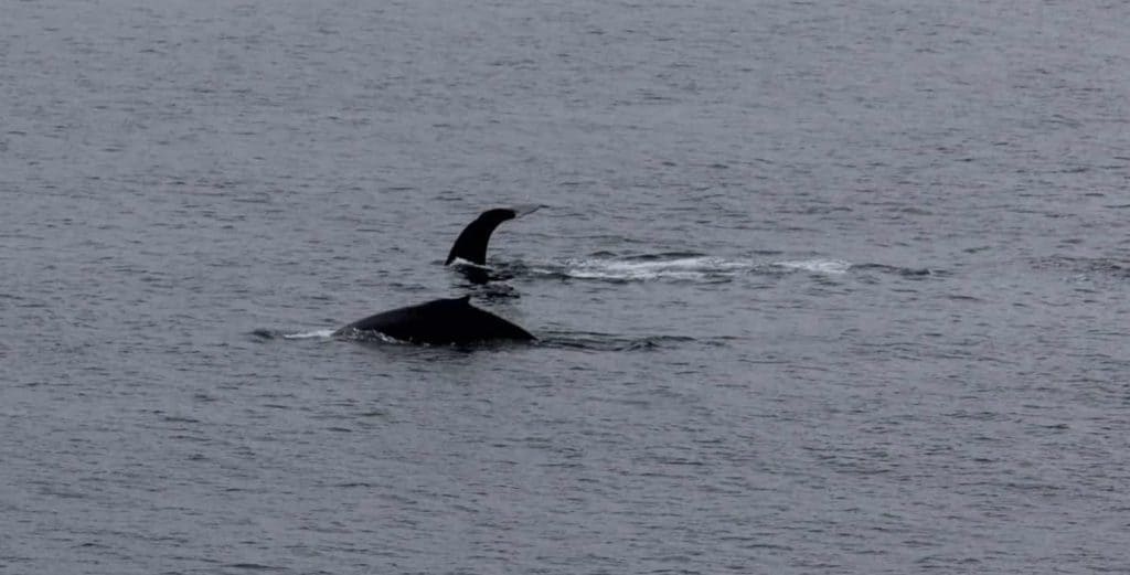 Whales