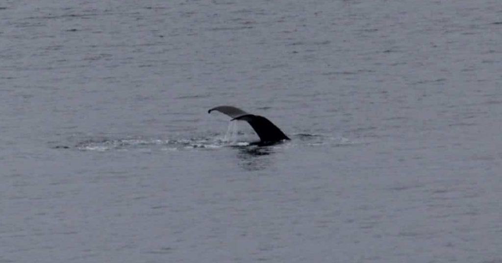 Whale Tail