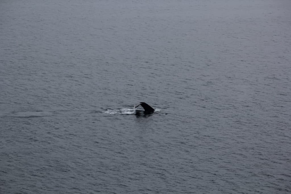 Whale Tail