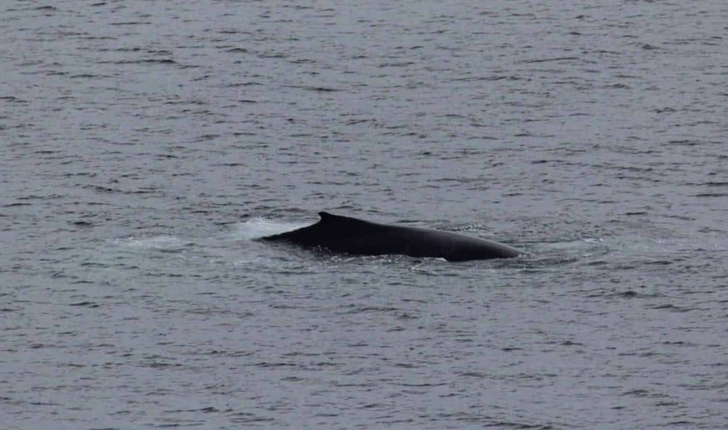 Whale