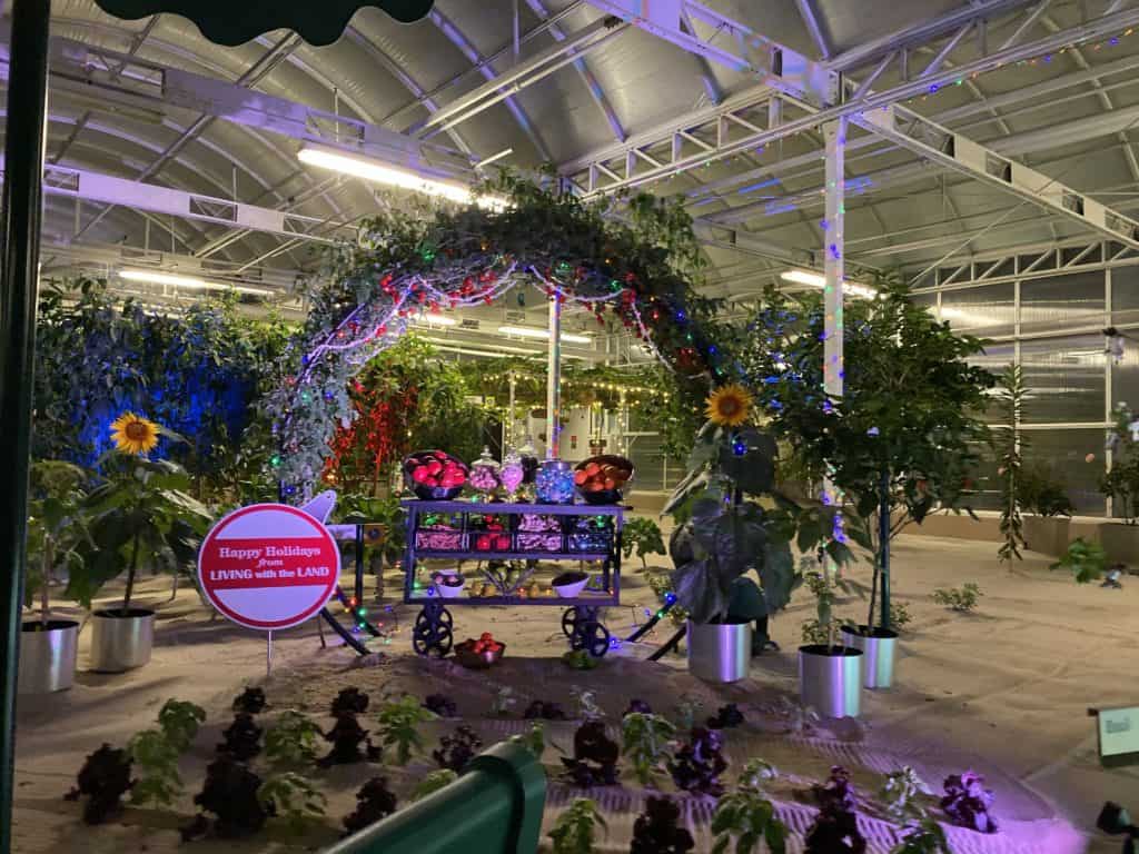 Holiday Lights