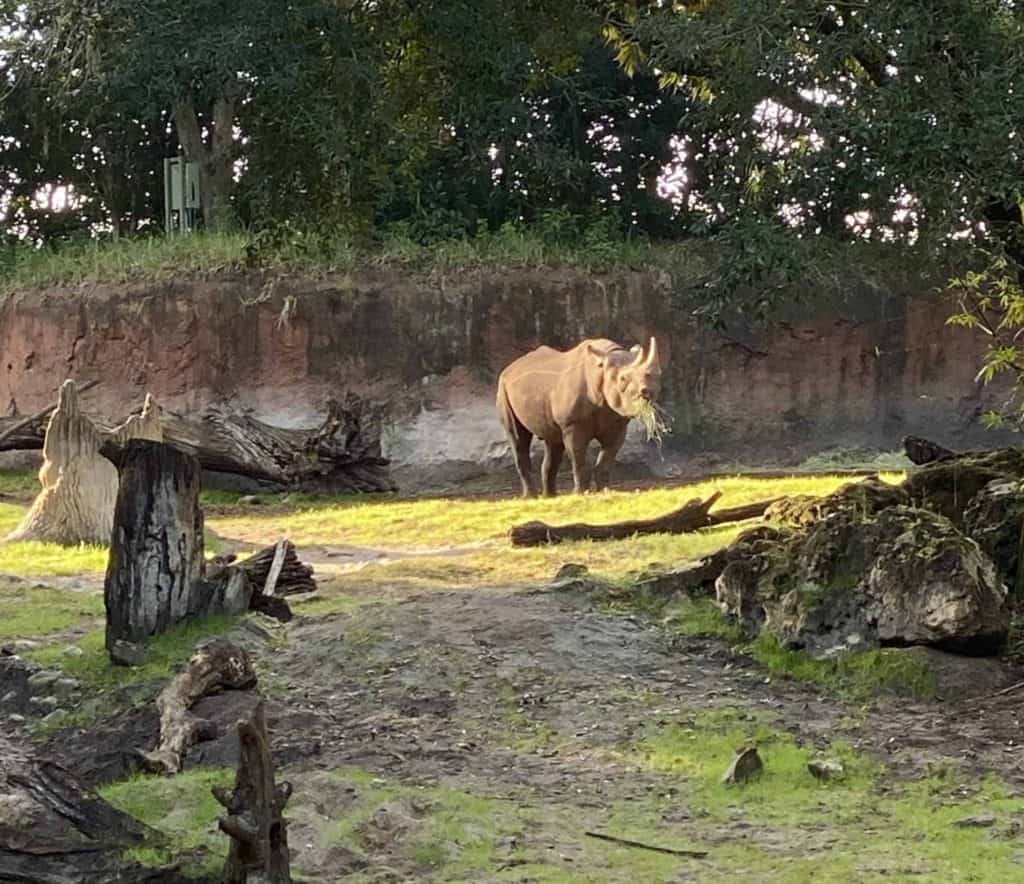 Black Rhino
