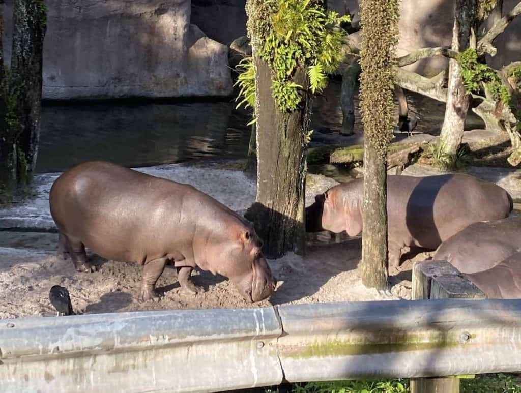 Hippos