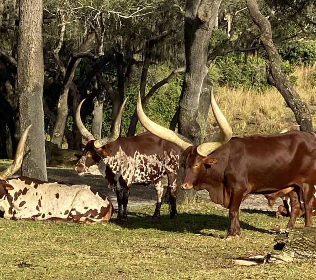 Ankole Cattle