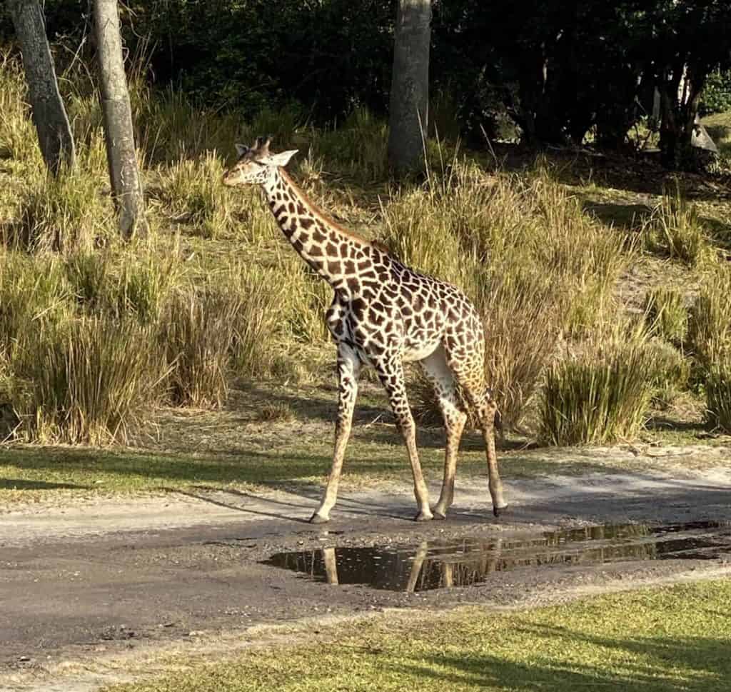 Giraffe