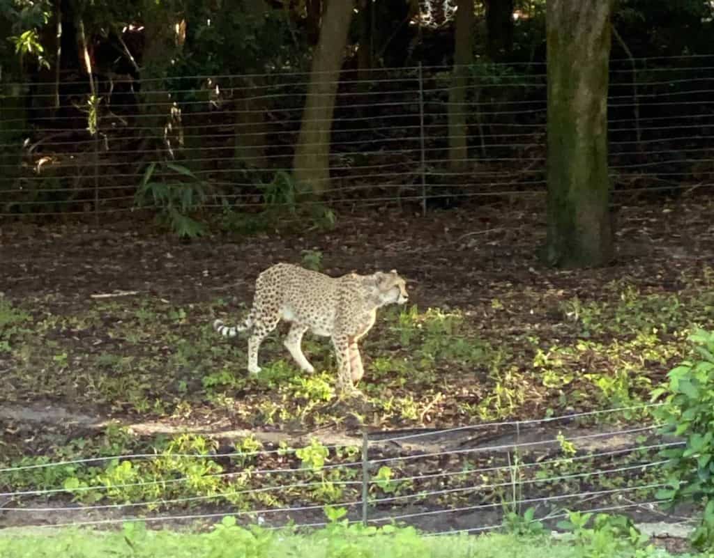 Cheetah