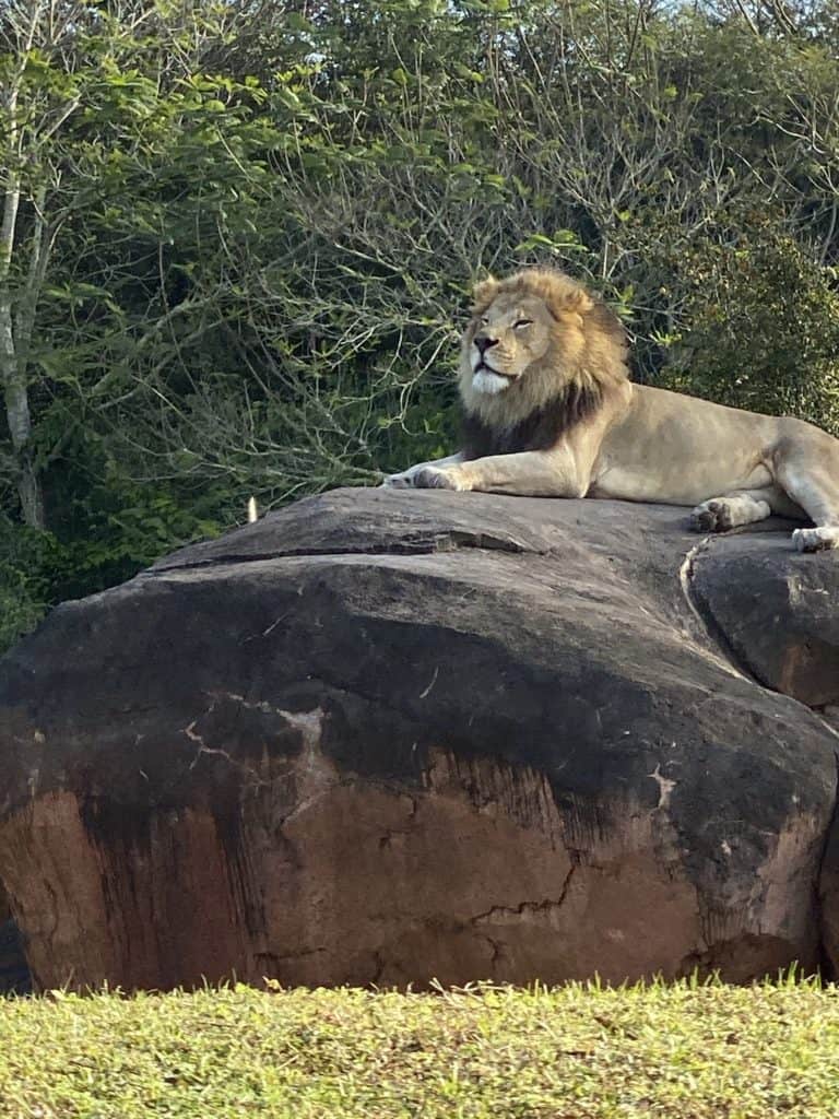 Lion